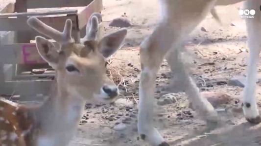 Polémica por la muerte de 20 ciervos en el zoo de Córdoba