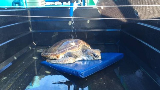 Diario de la guerra contra el plástico (2): La tortuga marina que se comió una bolsa