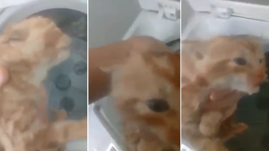 Horror en Chile: metió a un gato en el lavarropas y lo torturó hasta morir