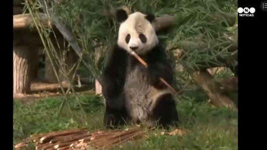 El panda gigante que volvió a su hogar en China