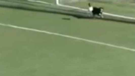 El perro arquerazo que salvó un gol con un cabezazo