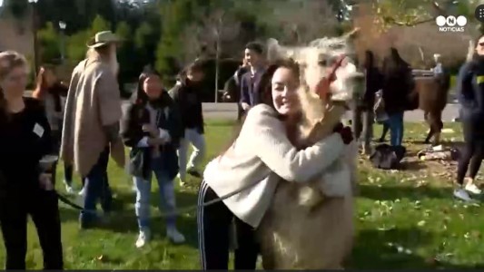 Acariciar llamas, la nueva tendencia contra el stress