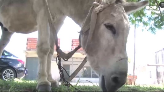 No respetan nada: se robaron dos burros de un planta en Rosario