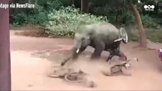 Un elefante enfurecido ataca una zona residencial