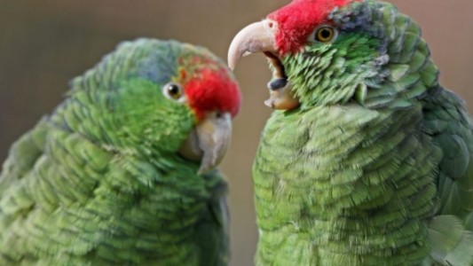 La promiscuidad del loro migirador pone a la especie en peligro de extinción