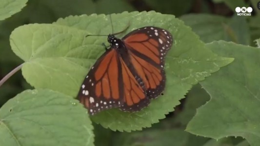 Conocé las mariposas que vuelan 4 mil kilómetros