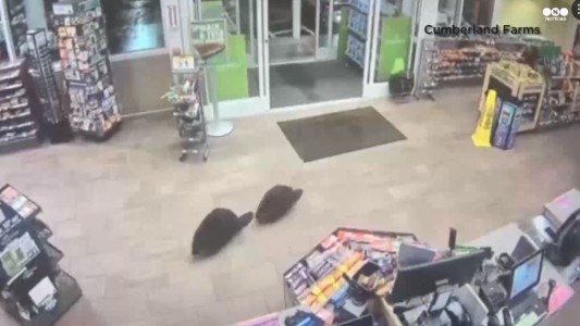 Insólito: los castores que intentaron robar un supermercado