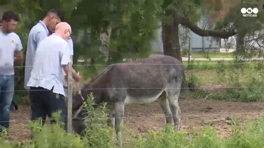 Apareció Juanchi, el burro que había sido secuestrado en Rosario