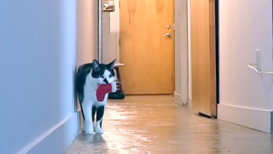 Filmó a su gato cuando está solo en casa y el resultado es espectacular