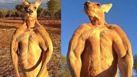 Dolor por la muerte de Roger, el canguro "físicoculturista"