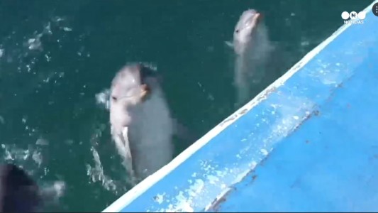 Nacieron tres delfines en el acuario de Mar del Plata