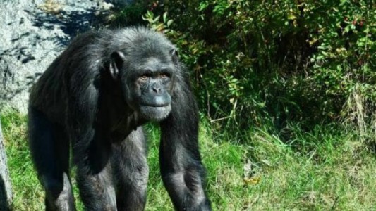 La terrorífica isla de África dónde viven monos abandonados que tienen enfermedades contagiosas