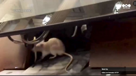 Insólito: Tiran ratones en paracaídas para interrumpir una sesión del Senado