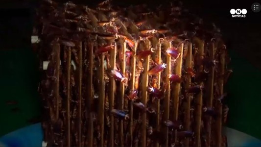 Así son los criaderos de cucarachas en China, una estrategia para eliminar residuos