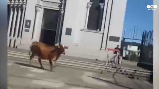Pánico por una vaca suelta en plena ciudad