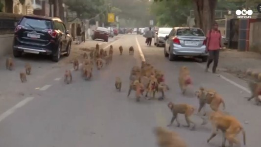 Los monos invaden Nueva Delhi