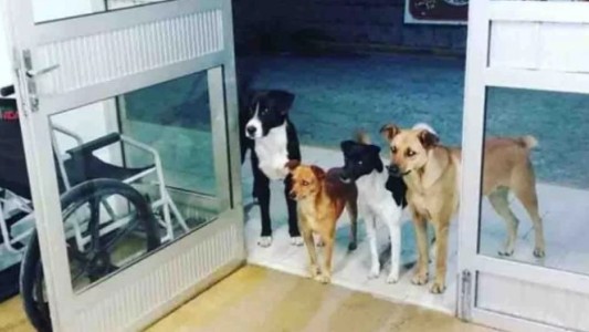 Los cuatro perros que esperan a su dueño en la puerta del hospital