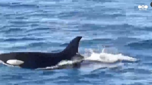 Impactantes imágenes de tres orcas en México