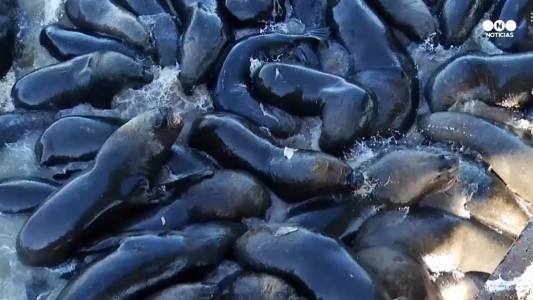 Plaga de lobos marinos en Chile