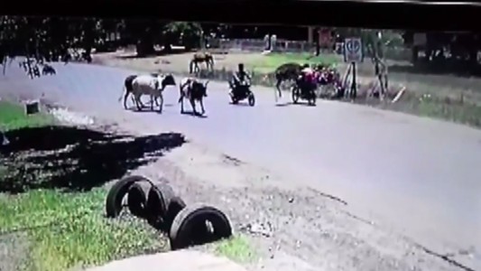 Vaca "karateca" derribó a una motociclista