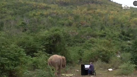 Música para elefantes