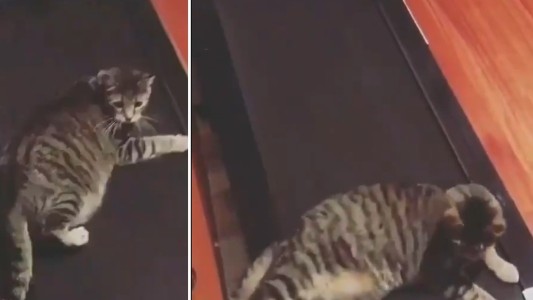 Video viral: el gato que quería dormir la siesta arriba de una cinta para correr