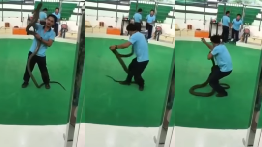 Video: un encantador de serpientes fue mordido por una cobra real