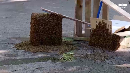 Vecinos salvan una colmena de abejas