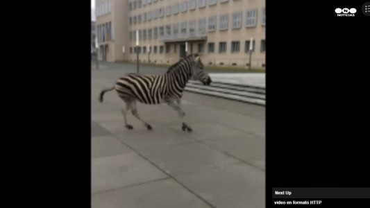 Una cebra suelta en la ciudad