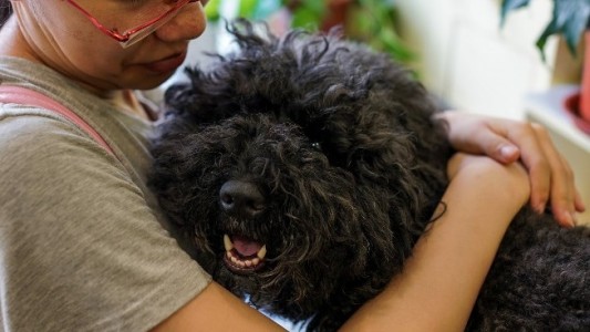 Ciudad china fija política de "perro único", contra irresponsabilidad de dueños