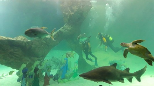 Pesebre entre tiburones