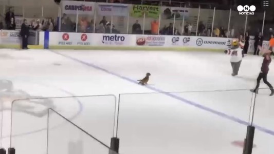 No pudo ganar la carrera y se vengó haciendo pis en la pista