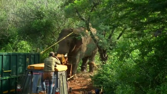 Capturaron a un elefante salvaje que que había matado a cuatro personas en India