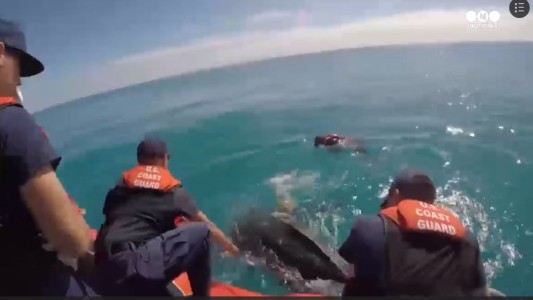 El momento en que liberan a una tortuga gigante atrapada por una red