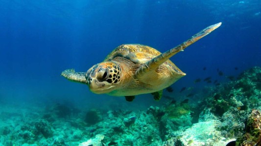 Calentamiento global produce "feminización" de la tortuga verde y pone en peligro a la especie