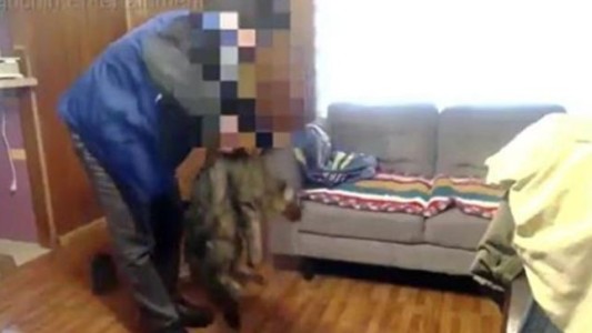 Un youtuber chileno golpeó a su gato hasta la muerte, lo grabó y lo publicó en internet