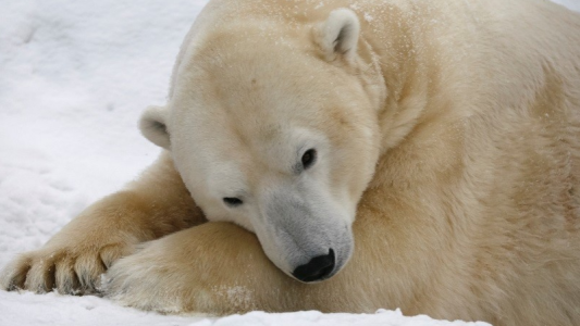 Viral tierno: el divertido encuentro entre un perro y un oso polar