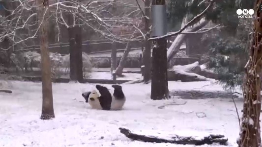 Así disfruta el oso panda cuando el zoo está cerrado por Navidad