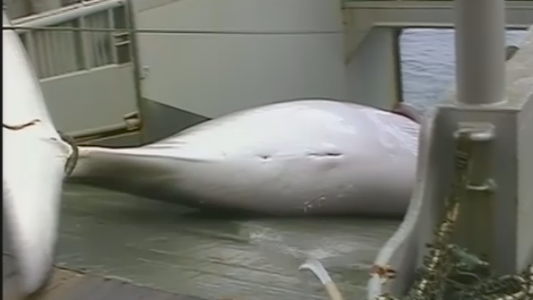 Japón vuelve a cazar ballenas