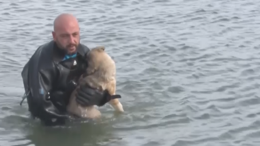 El heroico rescate de una perra en un lago congelado
