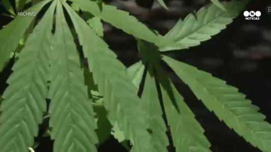 Israel legalizó la exportación de cannabis para uso medicinal