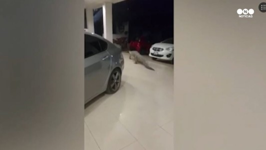 Enorme cocodrilo entra a una agencia de autos