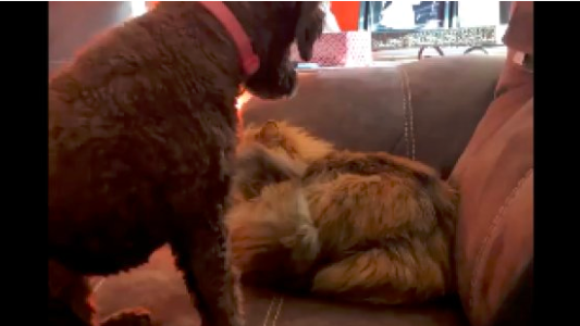 El video que demuestra que existe la amistad entre perros y gatos