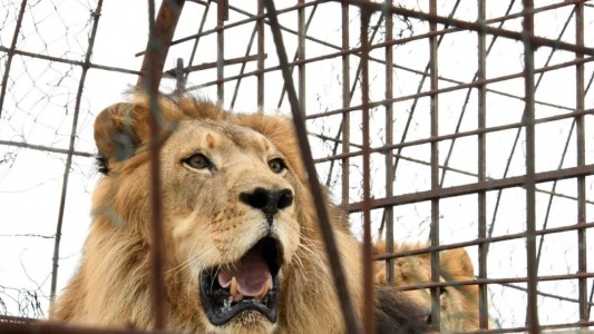 Se escapó un león y mató a una empleada de un zoológico