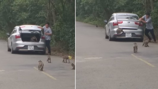 Viral que indigna: intentó llevarse un mono de una reserva natural