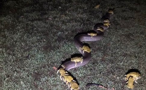 Foto viral: ¿qué hacían diez sapos "a caballo" de una serpiente pitón?