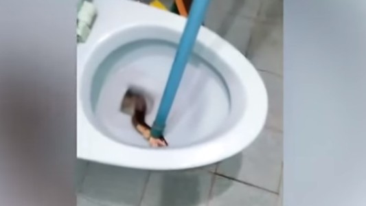 Tenía el inodoro tapado y era por una cobra de un metro y medio