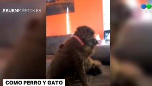 Viral tierno: un perro y un gato a puro mimo