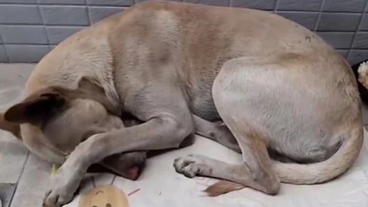 El perro que pasó 6 meses frente a un negocio esperando a su dueño sin saber que lo había abandonado