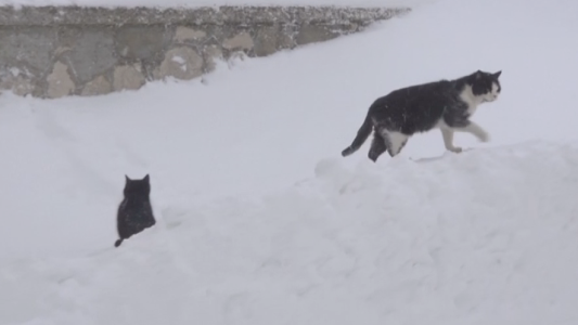 Gatos en la nieve